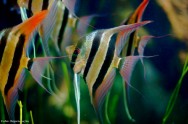 A fauna, muito diversificada, composta por aves, macacos, insetos, o boto, a ariranha e o acará bandeira, está sendo recuperada naturalmente A fauna, muito diversificada, composta por aves, macacos, insetos, o boto, a ariranha e o acará bandeira, está sendo recuperada naturalmente