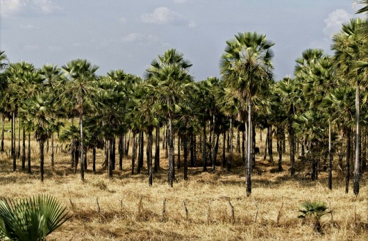 Biomas do Brasil - Zona de Cocais. Foto: Otávio Nogueira Biomas do Brasil - Zona de Cocais. Foto: Otávio Nogueira