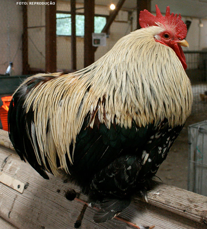 A galinha ornamental Cochin é originária da China, sendo uma ave muito calma e adaptando-se bem ao confinamento.