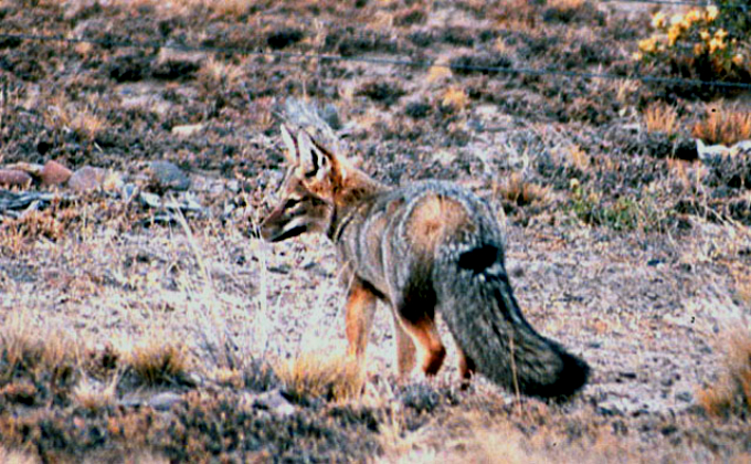 Biomas do Brasil - Riquezas dos Pampas. Foto: Dick Culbert