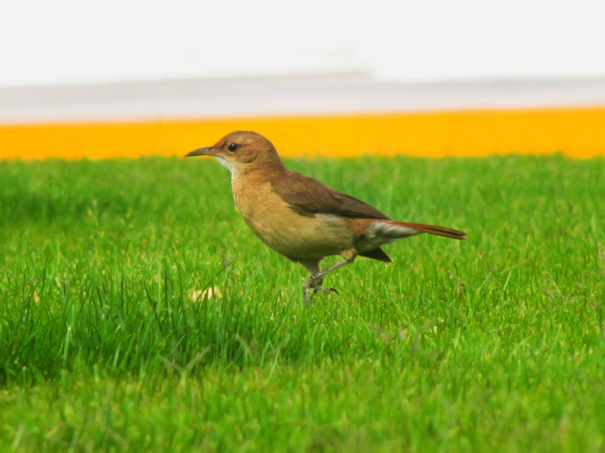 Biomas do Brasil - Riquezas dos Pampas. Foto: Juanedc
