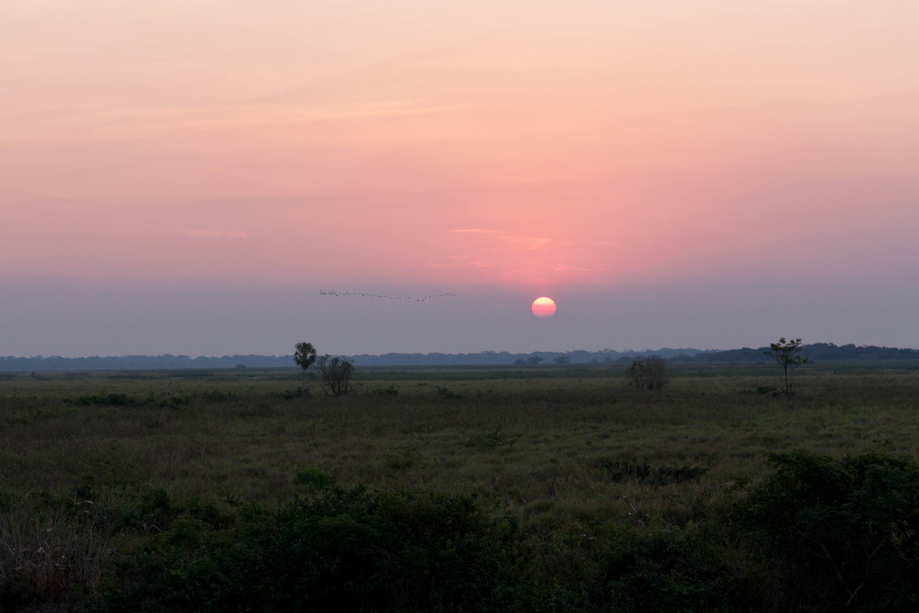 Biomas do Brasil - Riquezas dos Pampas. Foto: Maciej