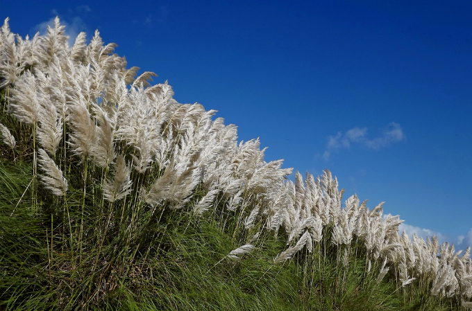 Biomas do Brasil - Riquezas dos Pampas. Foto: Marck A C Photos