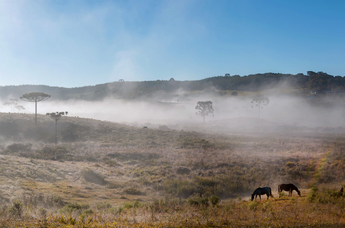 Biomas do Brasil - Riquezas dos Pampas. Foto: Mitiam C de Souza