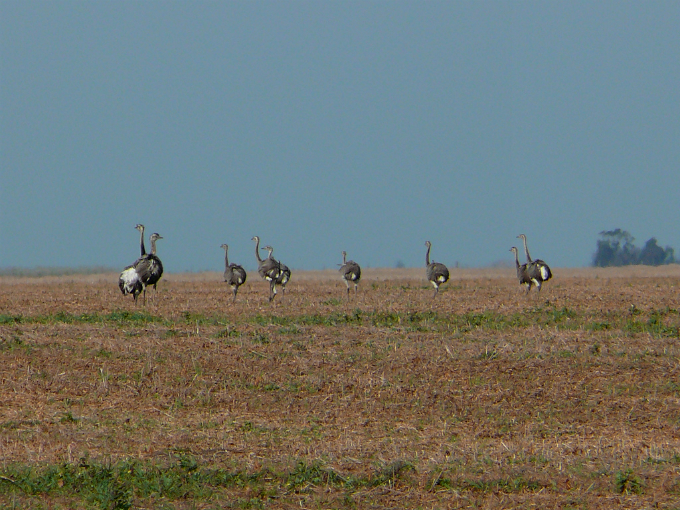 Biomas do Brasil - Riquezas dos Pampas. Foto: Pablo Gonzales