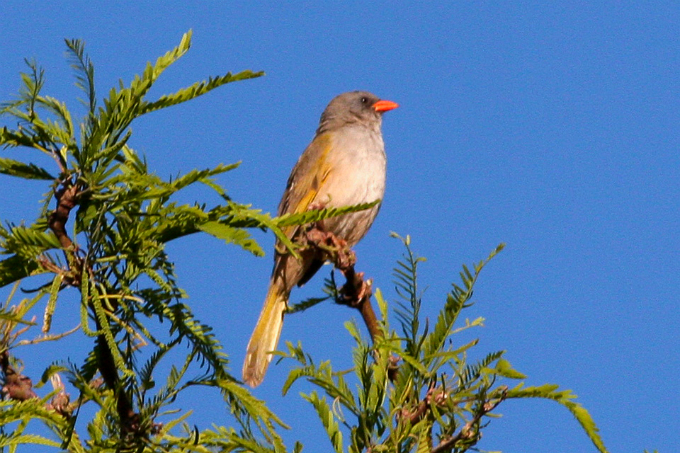 Biomas do Brasil - Riquezas dos Pampas. Foto: Sussexbirder