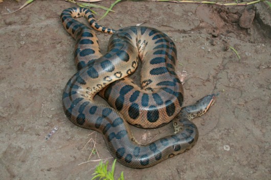 Biomas do Brasil - Pantanal. Foto: Du Santos Biomas do Brasil - Pantanal. Foto: Du Santos
