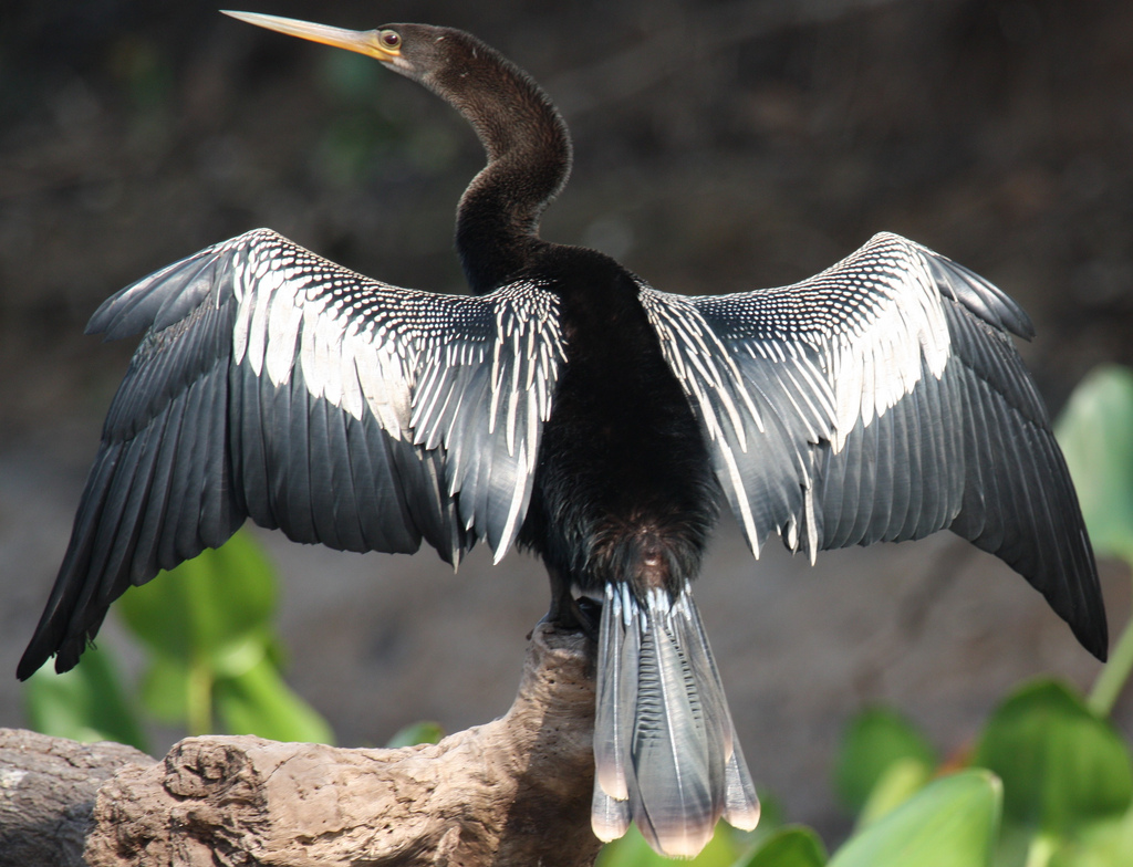 Biomas do Brasil - Riquezas do Pantanal - Foto: Alastair Rae