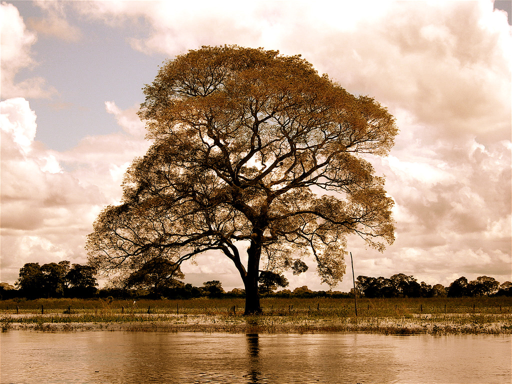 Biomas do Brasil - Riquezas do Pantanal - Foto: Aline Carvalho