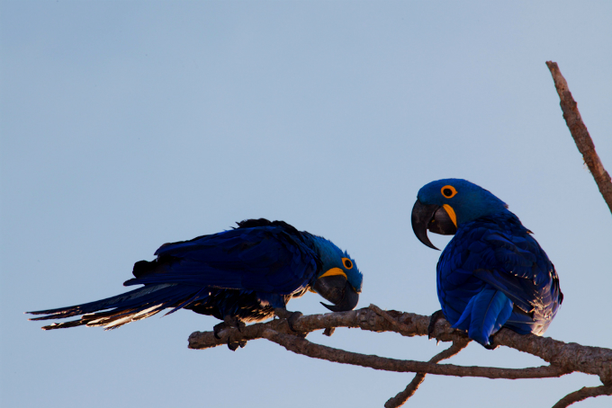 Biomas do Brasil - Riquezas do Pantanal - Foto: Nori Almeida