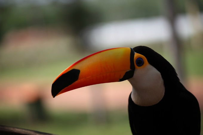 Biomas do Brasil - Riquezas do Pantanal - Foto: Raimacedo Almeida