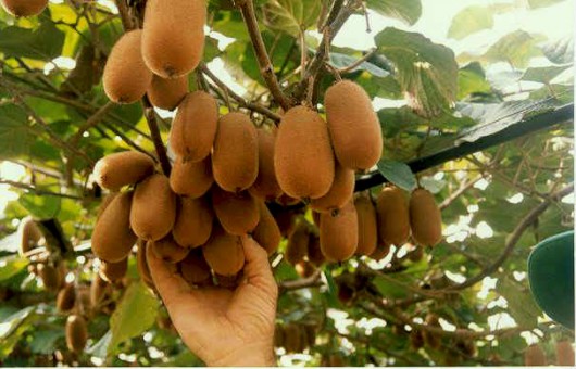 Controle de doenças do cupuaçu Controle de doenças do cupuaçu