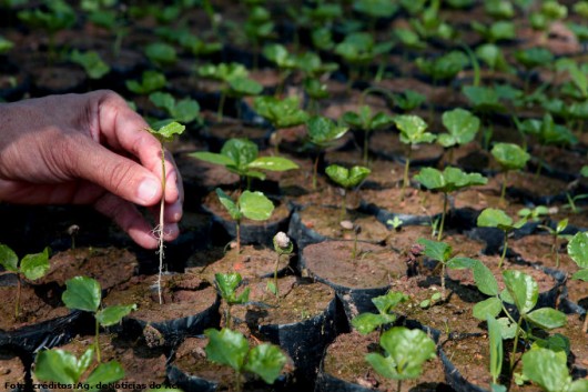Café orgânico - produção de sementes pré-germinadas para o cultivo Café orgânico - produção de sementes pré-germinadas para o cultivo