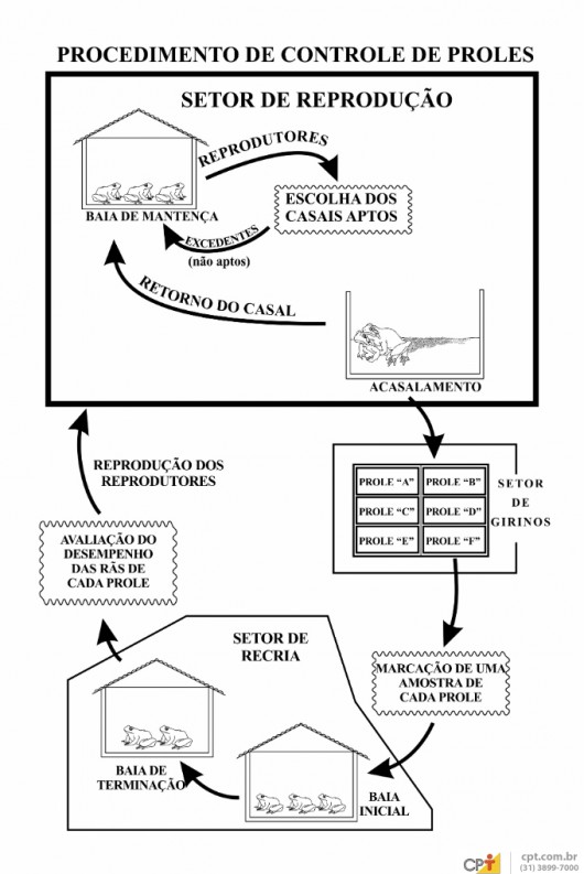 Criação de rãs - você sabe como fazer o controle de proles no ranário?