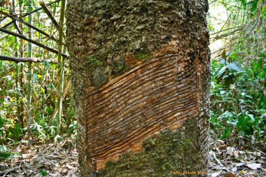 Doenças da Seringueira - Antracnose do Painel e Cancro da Haste