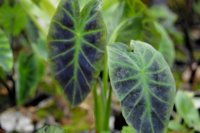 As folhas do taro são verde-escuros e têm limbo com formato de coração. Foto: EHansen
