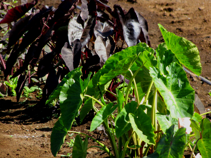 Os pecíolos do taro, que são as hastes das folhas, podem ser arroxeados ou verdes. Foto: Starr Environmental