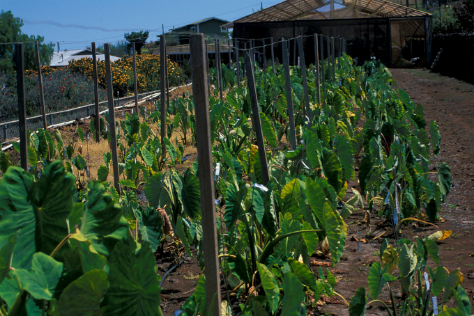 O taro pode ser plantado em camalhões, em covas individuais ou, preferencialmente, em sulcos. Foto: Starr Environmental