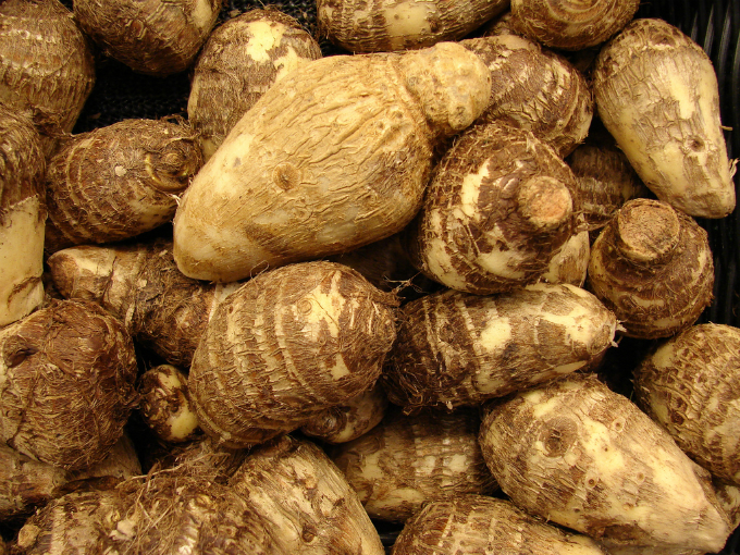 O ciclo de cultivo do taro é muito variável, indo de cinco até doze meses, de acordo com as variedades e as condições de cultivo. Foto: Starr Environmental