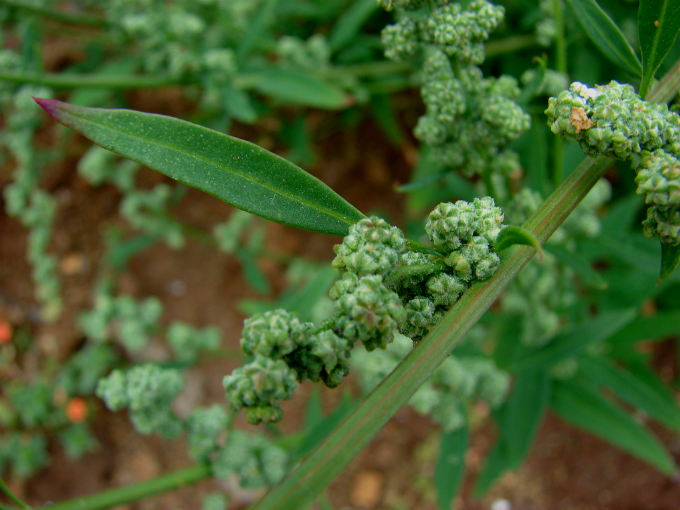 Plantas daninhas de gramas e gramados: Ançarinha. Foto: Starr Environmental