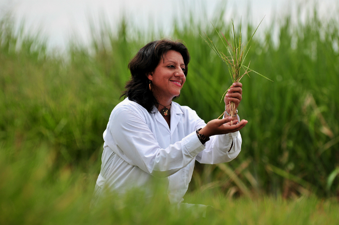 Plantas daninhas de gramas e gramados: Capim-marmelada. Foto: CIAT