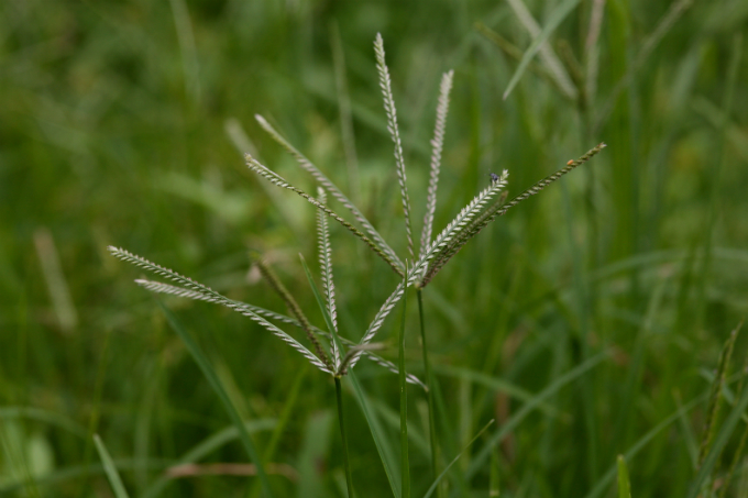Plantas daninhas de gramas e gramados: Capim Pé-de-Galinha. Foto: Reprodução