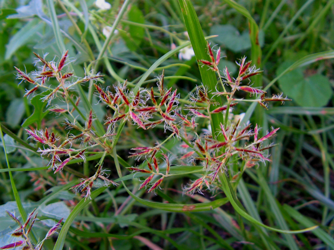 Plantas daninhas de gramas e gramados:Tiririca. Foto: Reprodução