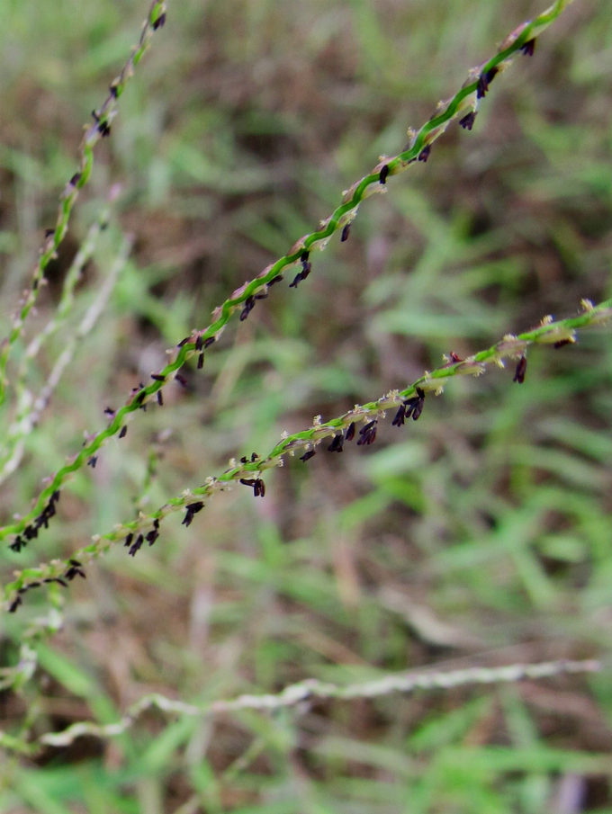 Plantas daninhas de gramas e gramados: Capim-colchão. Foto: Reprodução