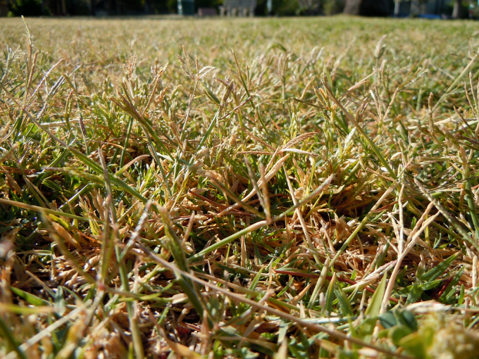 Plantas daninhas de gramas e gramados: Grama-seda. Foto: Matt Lavin