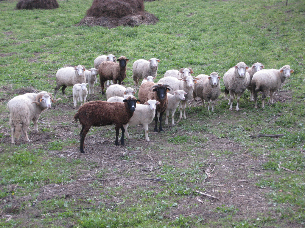 As gramas, até muito pouco tempo, eram pisoteadas e serviam de alimento para as ovelhas e o gado. Foto: Hugo Cadavez