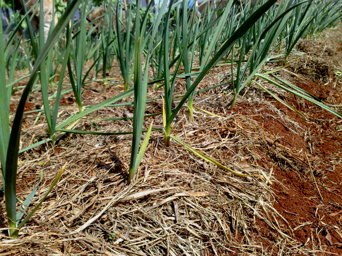 Os cultivares ou clones são agrupados de acordo com a duração do seu ciclo. Foto: Agriculturasp