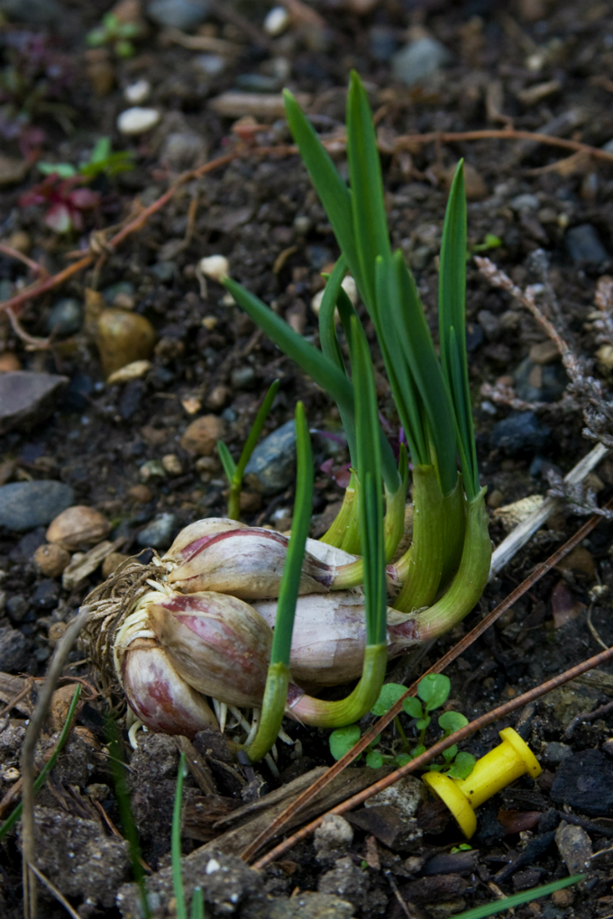 Os cultivares de alho também são chamados clones porque as mudas são pedaços da planta mãe. Foto: Jess Beemouse