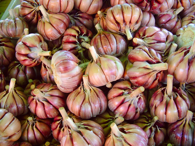 A classificação dos cultivares de alho é confusa, uma vez que eles podem receber nomes diferentes em cada região. Foto: Zanastardust