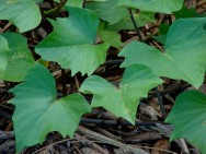A propagação da batata-doce pode ser feita através de pedaços de ramas, brotos ou batatas brotadas. Foto: Starr Evironmental A propagação da batata-doce pode ser feita através de pedaços de ramas, brotos ou batatas brotadas. Foto: Starr Evironmental