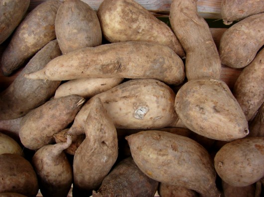 Horta - como plantar batata-doce (Ipomoea batatas) de forma orgânica. Foto: Starr Evironmental Horta - como plantar batata-doce (Ipomoea batatas) de forma orgânica. Foto: Starr Evironmental