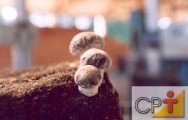 Escolha da madeira para o cultivo de shiitake - Cursos CPT O maior comprimento das toras permite melhor condição de cultivo e de utilização da área de produção.
