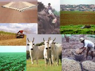 Brasil maior Produção de Açúcar O Brasil é o maior produtor mundial de açúcar, café e suco de laranja, e o segundo produtor mundial de etanol, soja e carne.