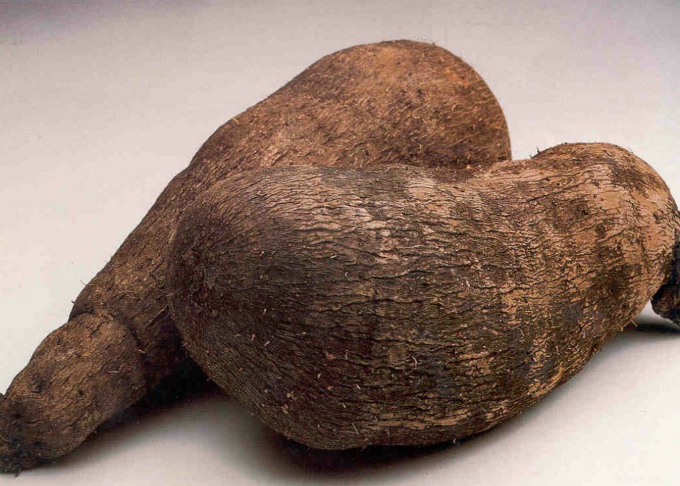 Quando o inhame atinge o ponto de colheita, o excesso de umidade no solo pode provocar apodrecimento e brotação dos rizomas. Foto: Reprodução