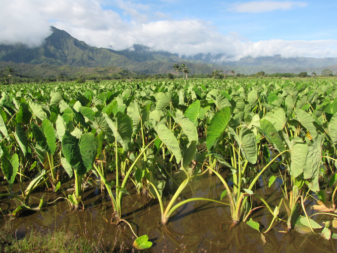 O inhame é uma planta tipicamente tropical, de clima quente e úmido. Foto: Starr Enviromental