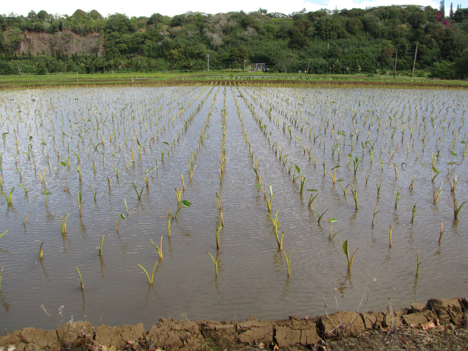 No plantio, as mudas devem ser distribuídas ao longo da leira ou do sulco, com a parte cortada virada para baixo. Foto: Starr Enviromental