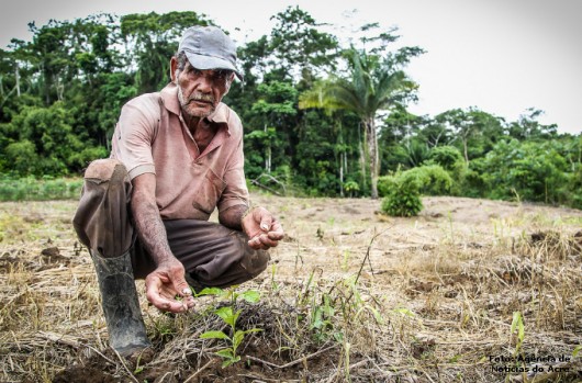 Café orgânico - o manejo do solo para a produção orgânica de café