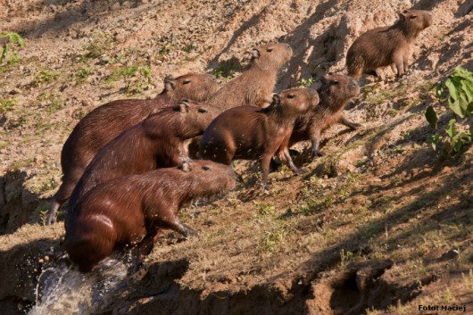 Capivara - manejo sanitário para a criação em cativeiro Capivara - manejo sanitário para a criação em cativeiro