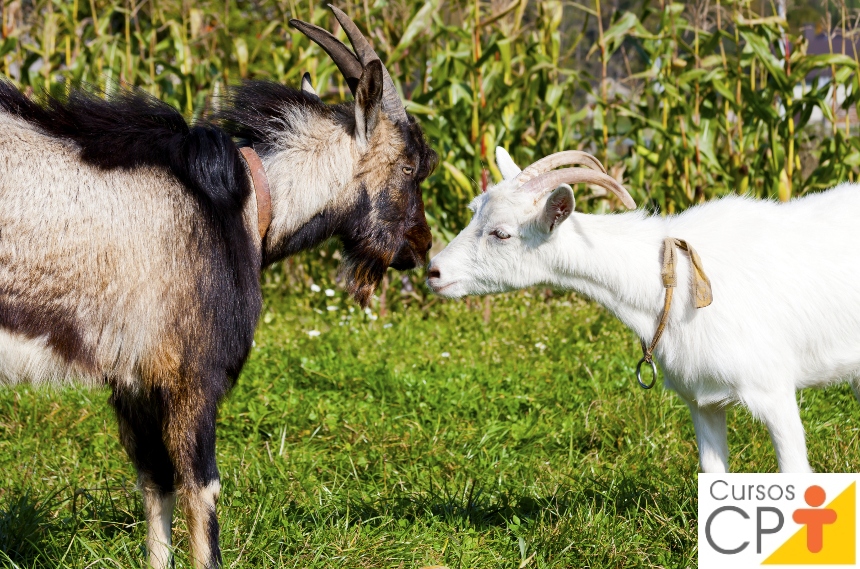 Um bom manejo reprodutivo, com acasalamentos bem direcionados, pode proporcionar um rápido crescimento para o rebanho caprino, com a constante entrada de novos e melhores animais Um bom manejo reprodutivo, com acasalamentos bem direcionados, pode proporcionar um rápido crescimento para o rebanho caprino, com a constante entrada de novos e melhores animais