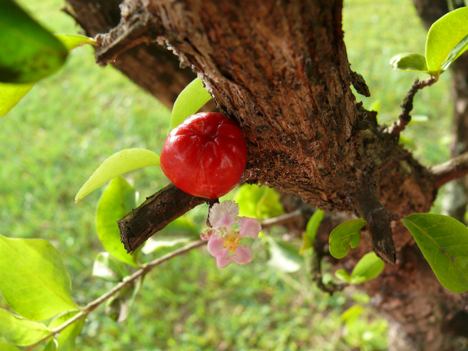 No Brasil, o nordeste é a região que mais cultiva a acerola. Cerca de nove Estados nordestinos implementam hoje esta cultura. Foto: Arria Belli