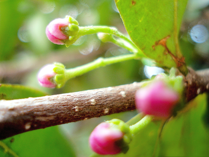 O tempo entre o florescimento e a colheita da acerola é de três a quatro semanas. Foto: Joaomagagnin