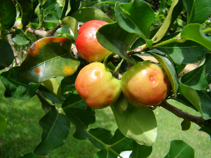 Manoa Sweet, Tropical Ruby, Hawaiian Queen, F. Haley Red Jumbo e Maunawili são as variedades de acerola. Foto: Mauroguanandi