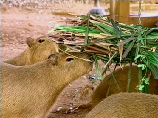 Capivara - manejo alimentar no sistema intensivo de criação Capivara - manejo alimentar no sistema intensivo de criação