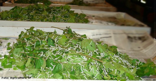 Bicho-da-seda - alimentação, controle da temperatura e umidade e aplicação de cal hidratada. Foto: Agriculturasp Bicho-da-seda - alimentação, controle da temperatura e umidade e aplicação de cal hidratada. Foto: Agriculturasp