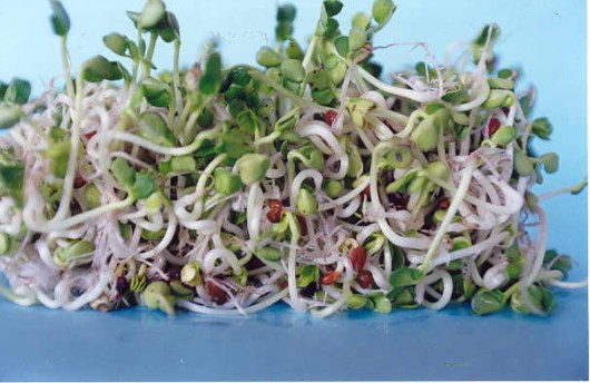 Como cultivar brotos de feijão Moyashi Como cultivar brotos de feijão Moyashi