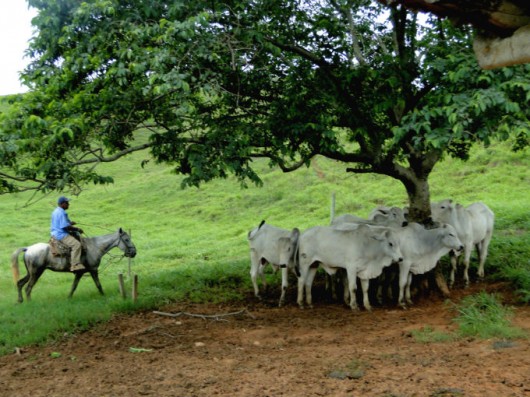 De vaqueiro a manejador de gado bovino